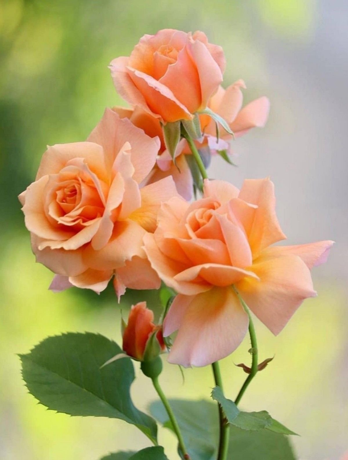 цветы вертикальные картинки розы