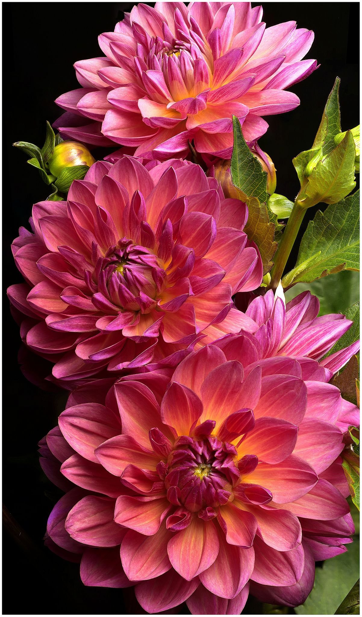 Георгины Dahlia