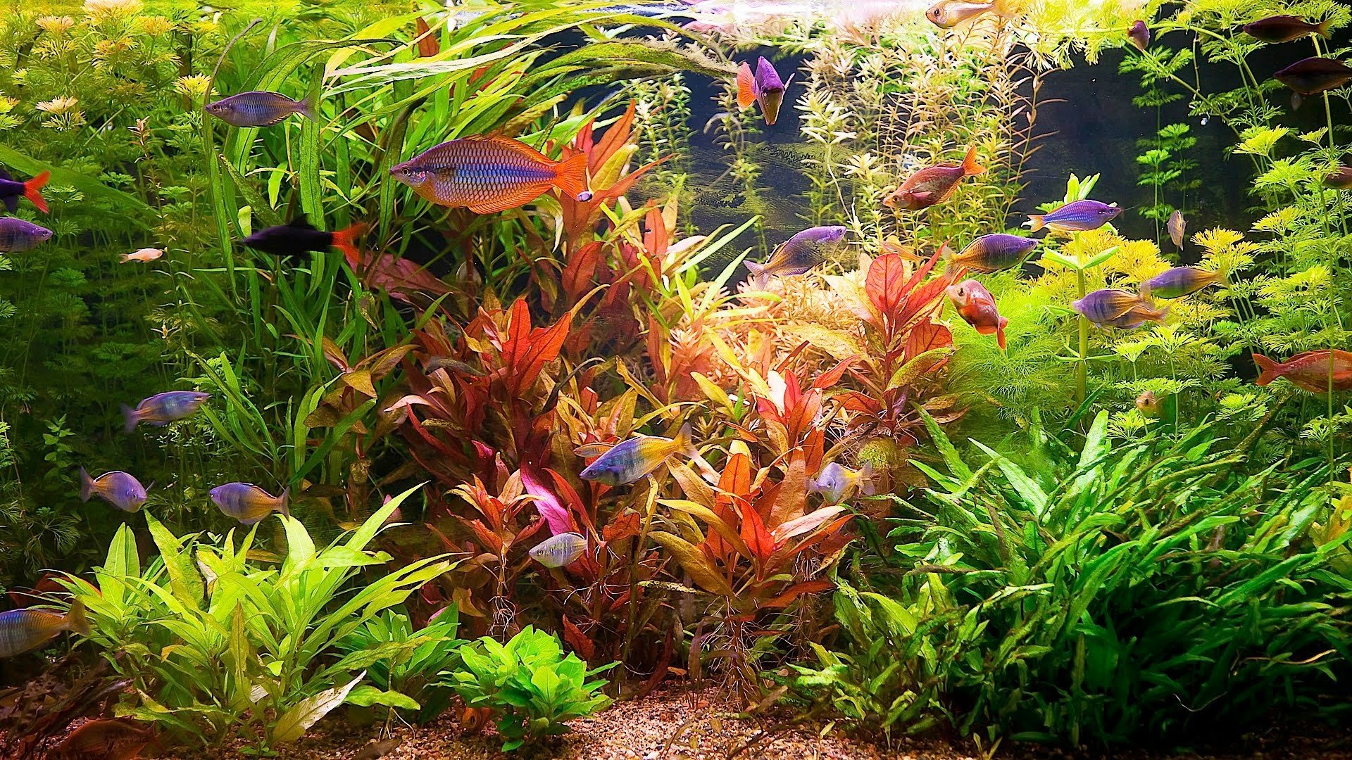 Какую траву в рыбу. Хемиантус микрантемоидес аквариумное. Ньяса аквариумное растение. Аквариум с растениями и рыбками. Красивые аквариумы.