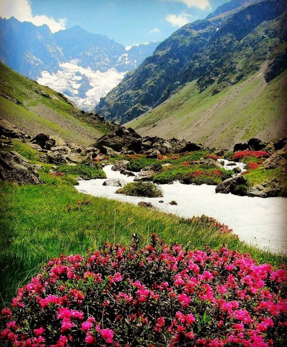 Рододендрон Архыз