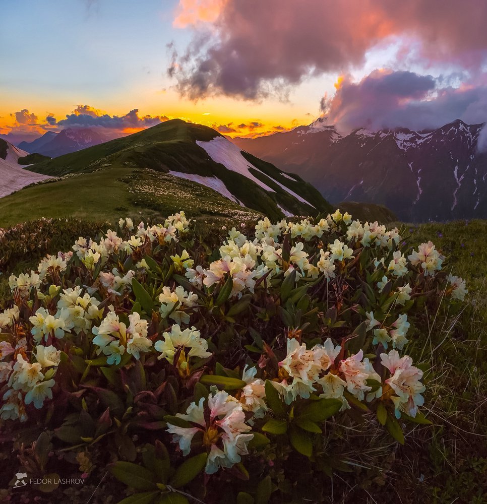 Рододендрон кавказский (Rhododendron caucasicum)