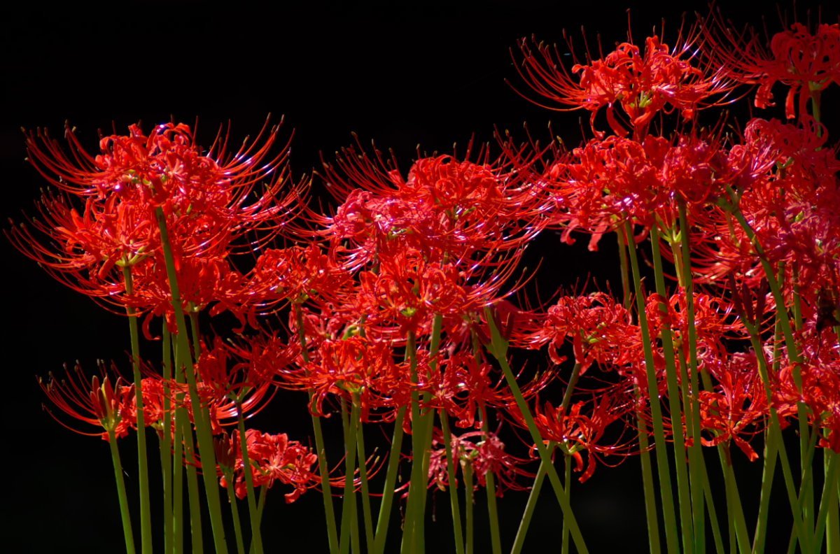 Красные японские цветы