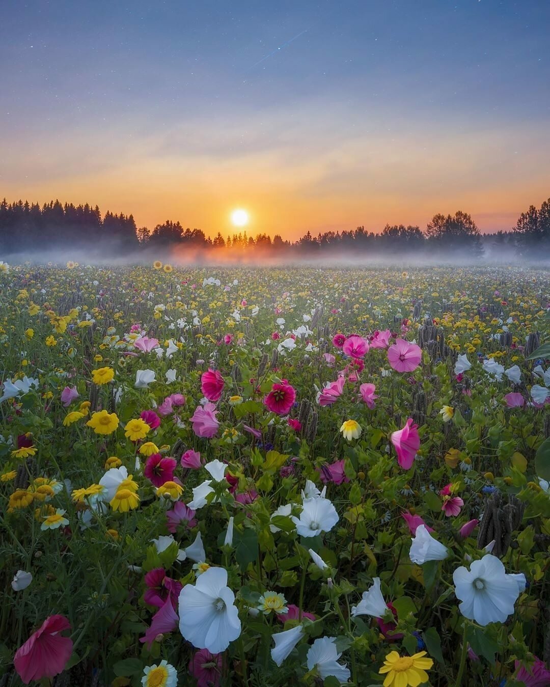 Летняя природа