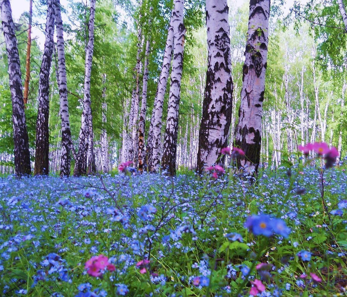 Палусские Луга