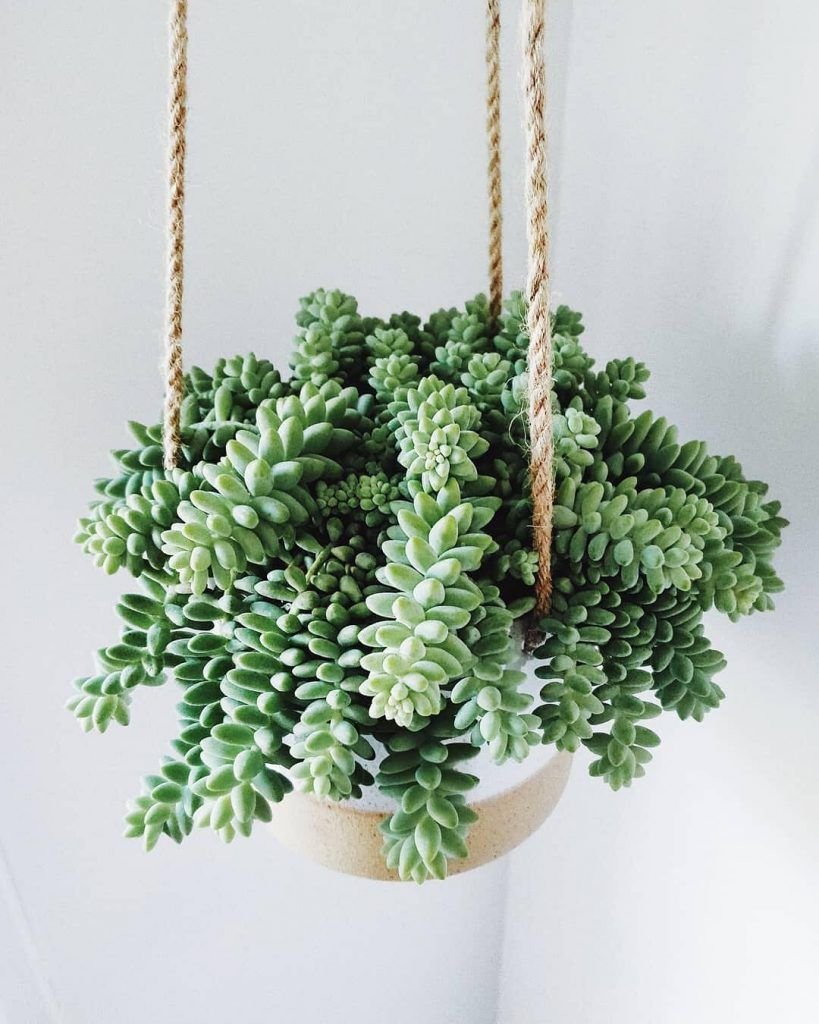 Очиток Моргана Sedum morganianum