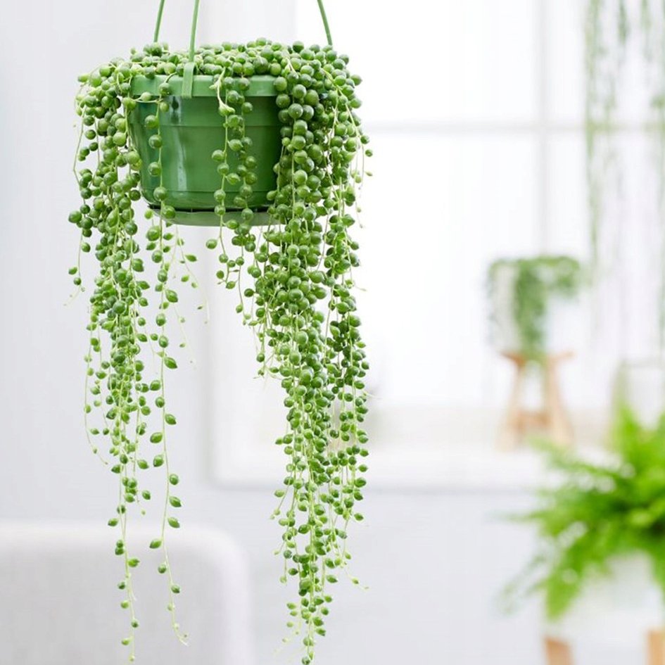Суккулент крестовник Роули