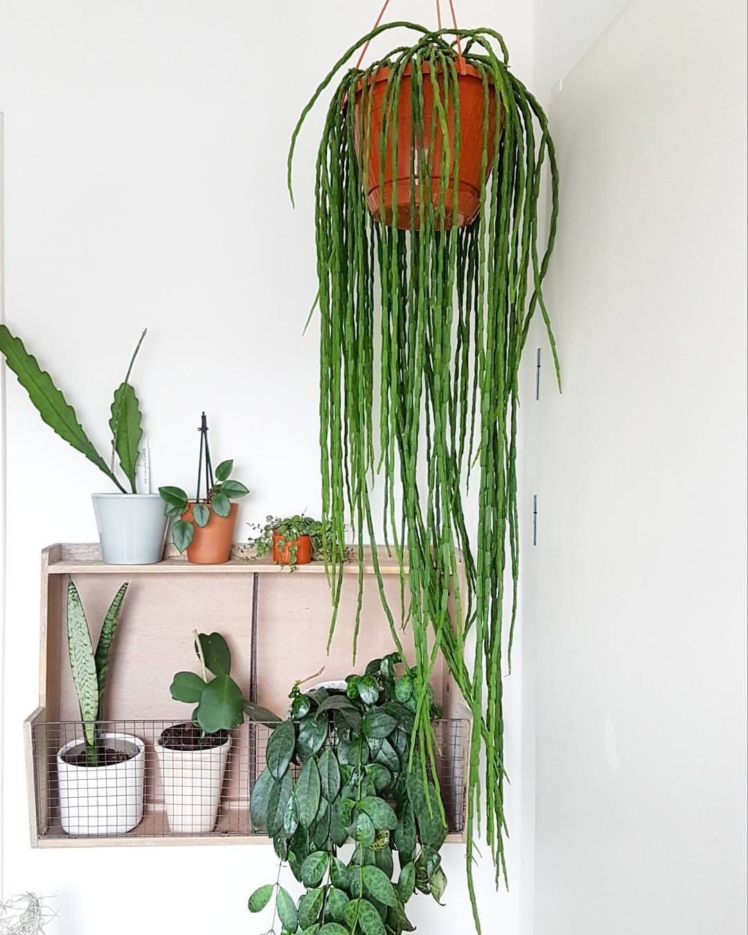 Рипсалис странный Rhipsalis paradoxa
