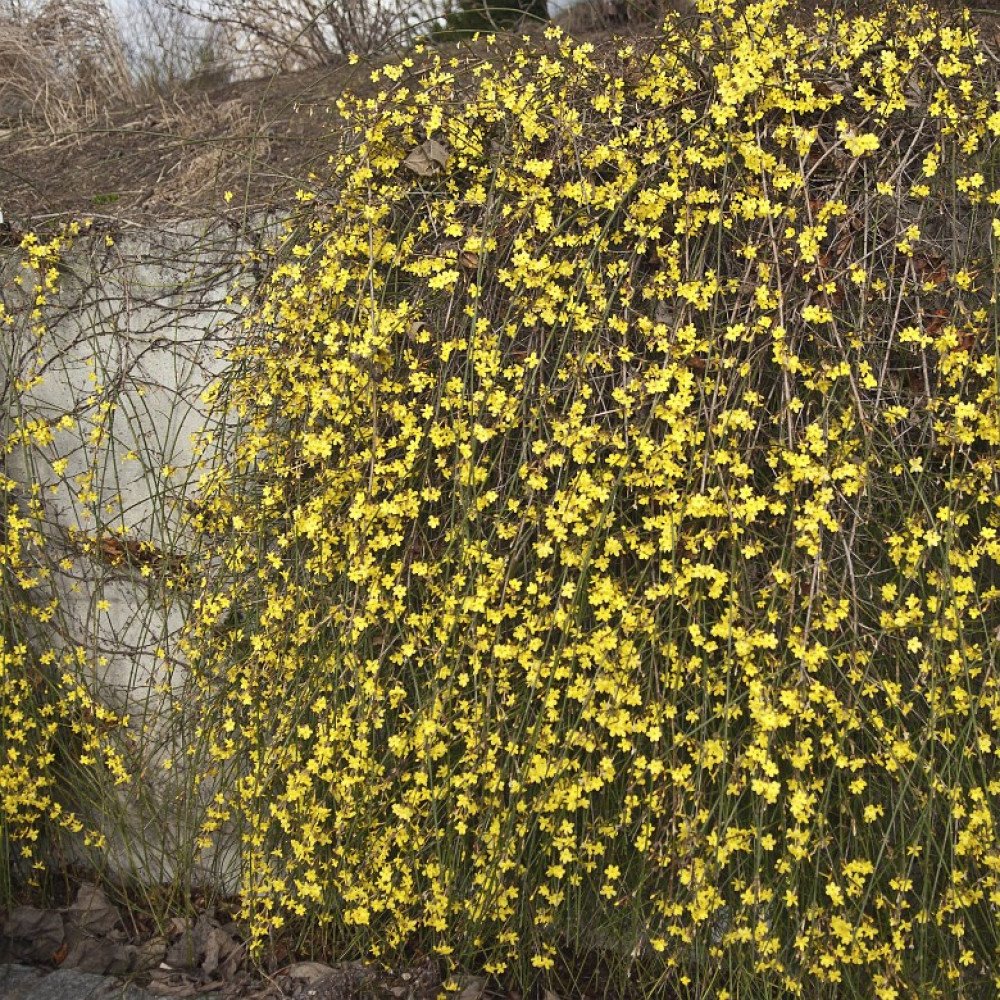 Жасмин "голоцветковый" (Jasminum nudiflorum
