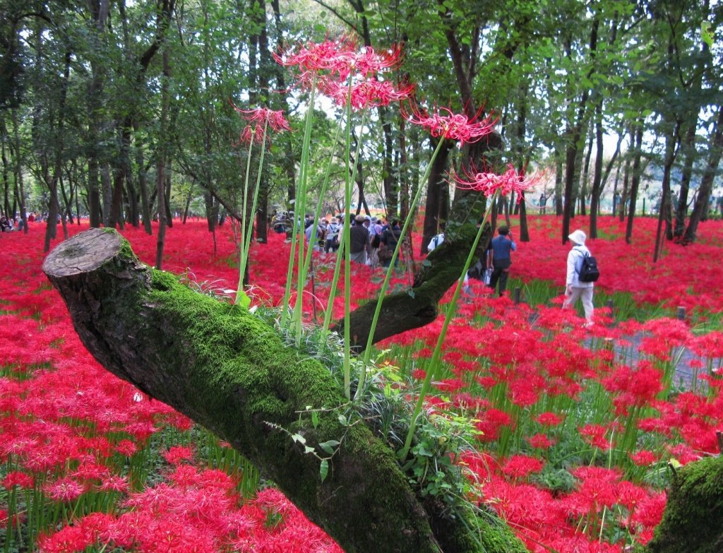 Цветы растущие в японии