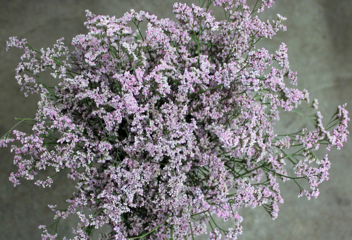 Кермек (Limonium)