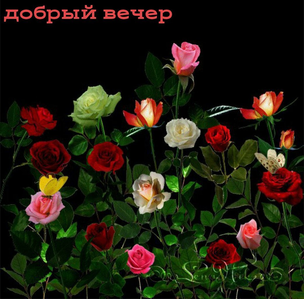 Анимационные цветы распускающиеся