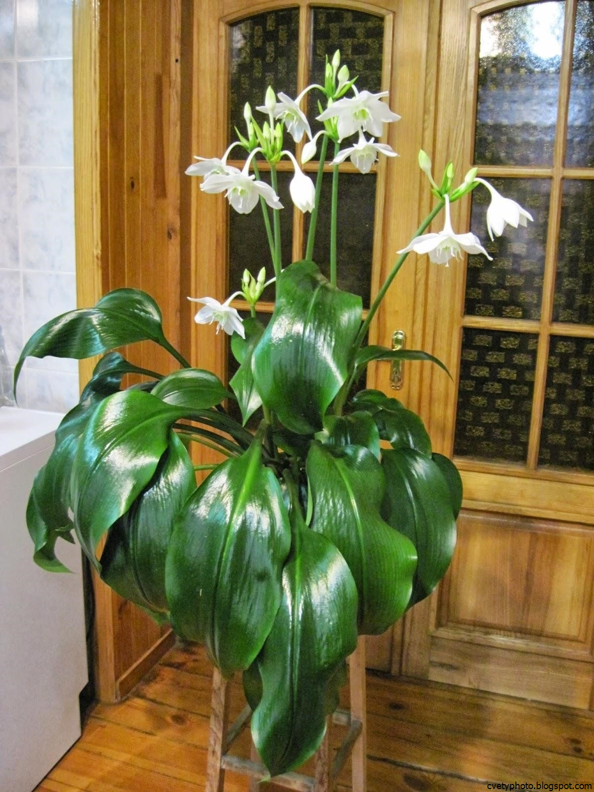 Монстера, алоказия