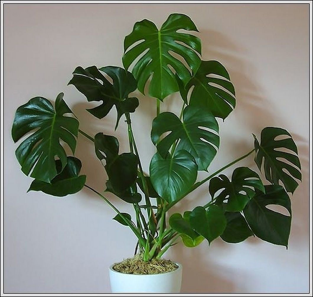 Диффенбахия maculata