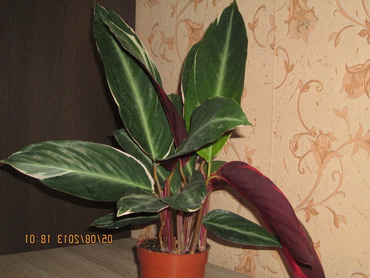Calathea орбифолия