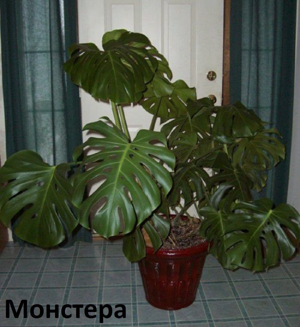 Алоказия зеленая
