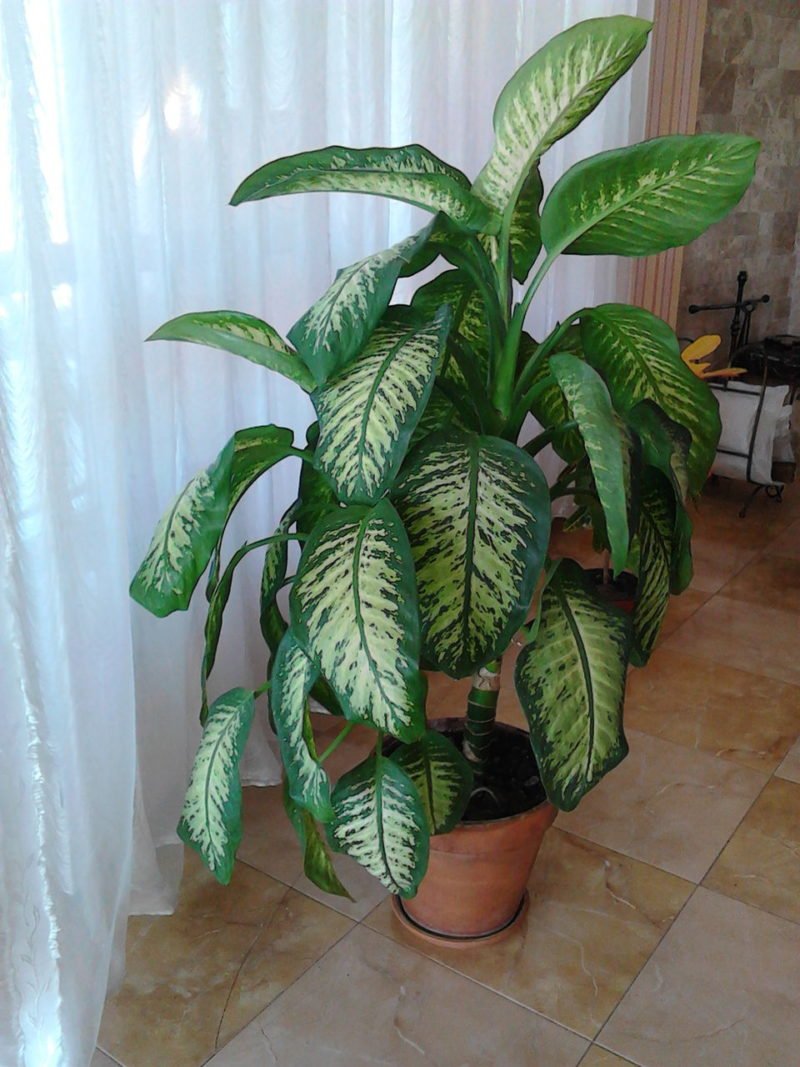 Лилия (Амазонская Лилия эухарис)