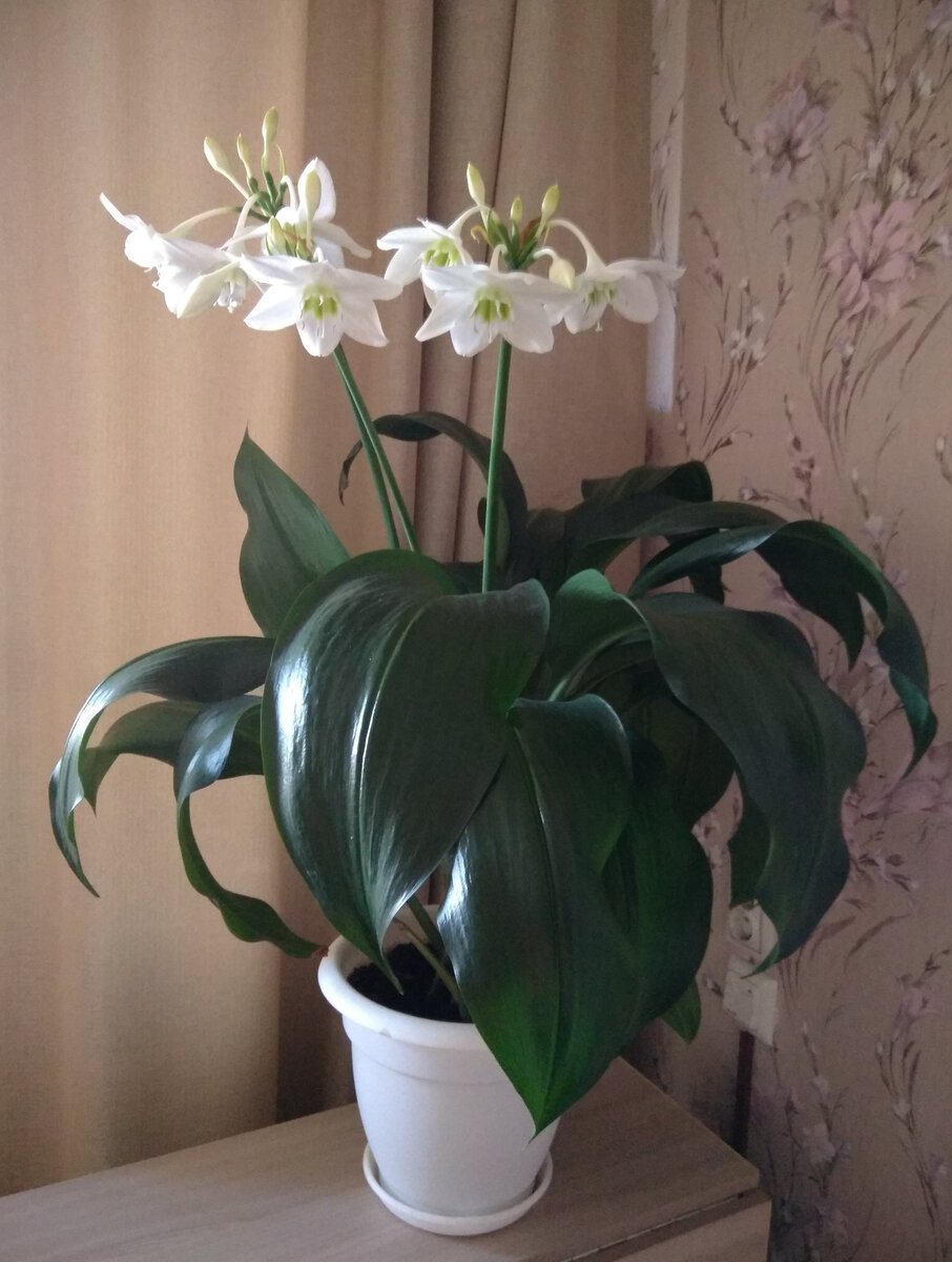 Алоказия плюмбея