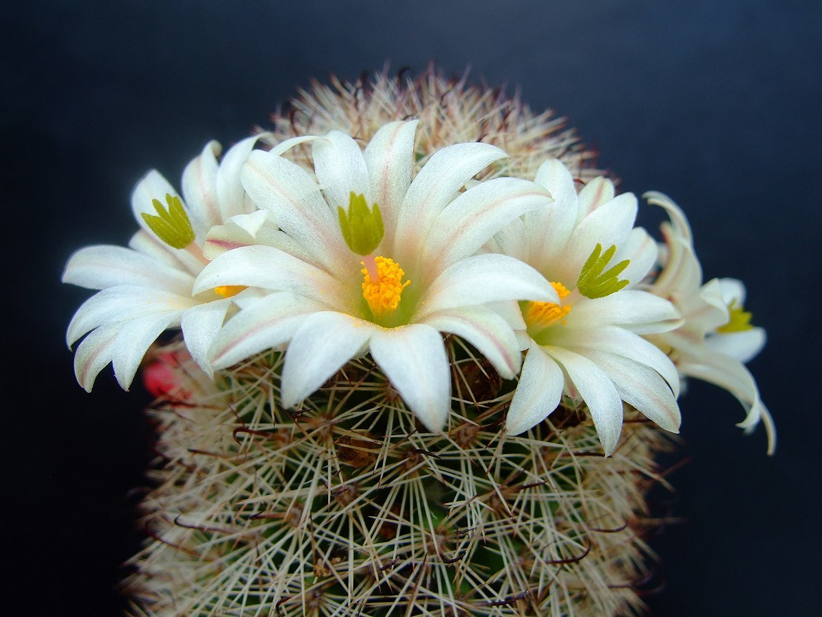 Mammillaria hutchisoniana