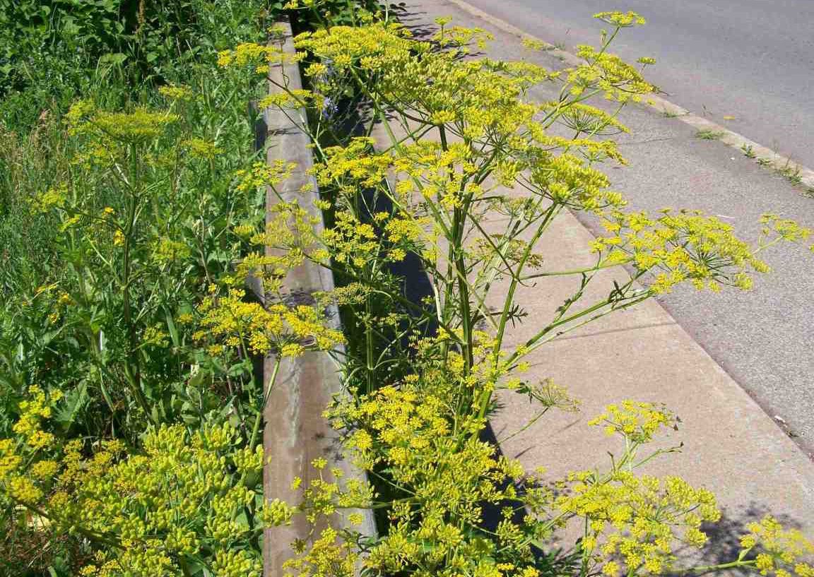 сорняки с желтыми цветами фото и названия