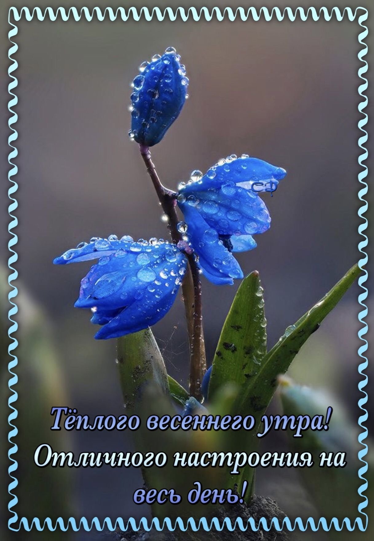 Пролеска Сибирская Крокус