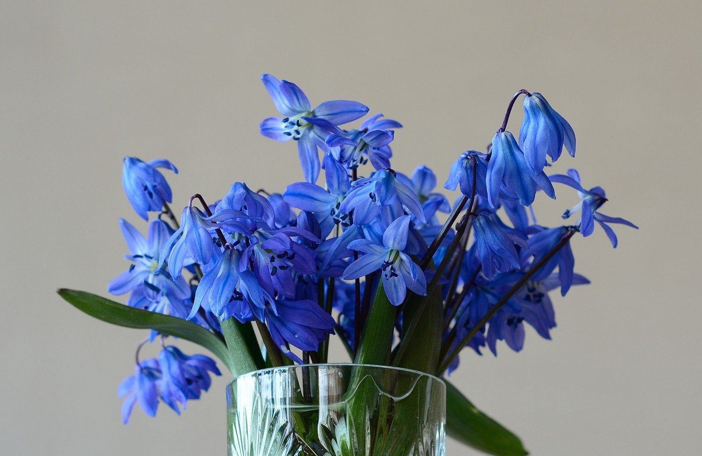 Цветы Голубые Весенние