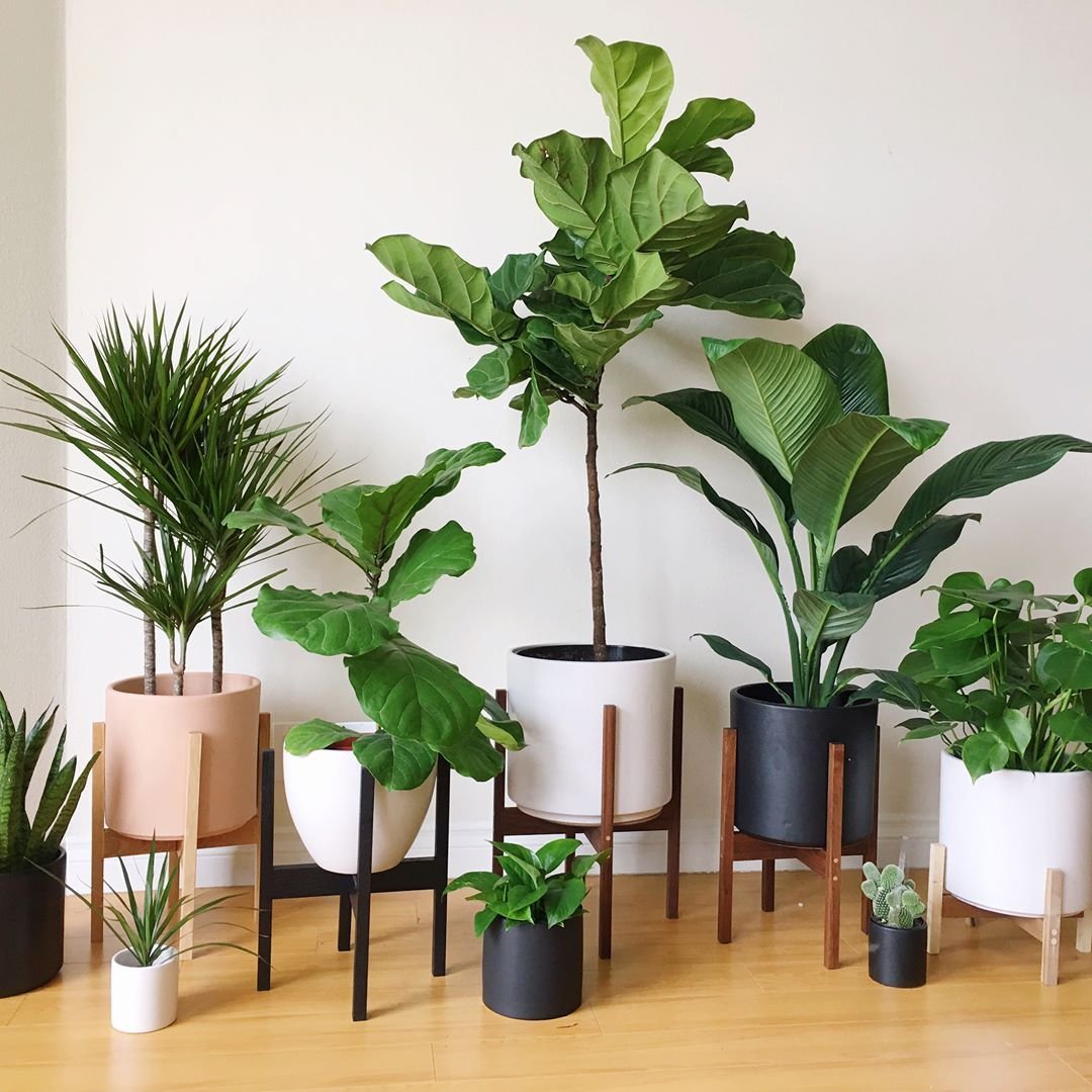 Houseplants растение