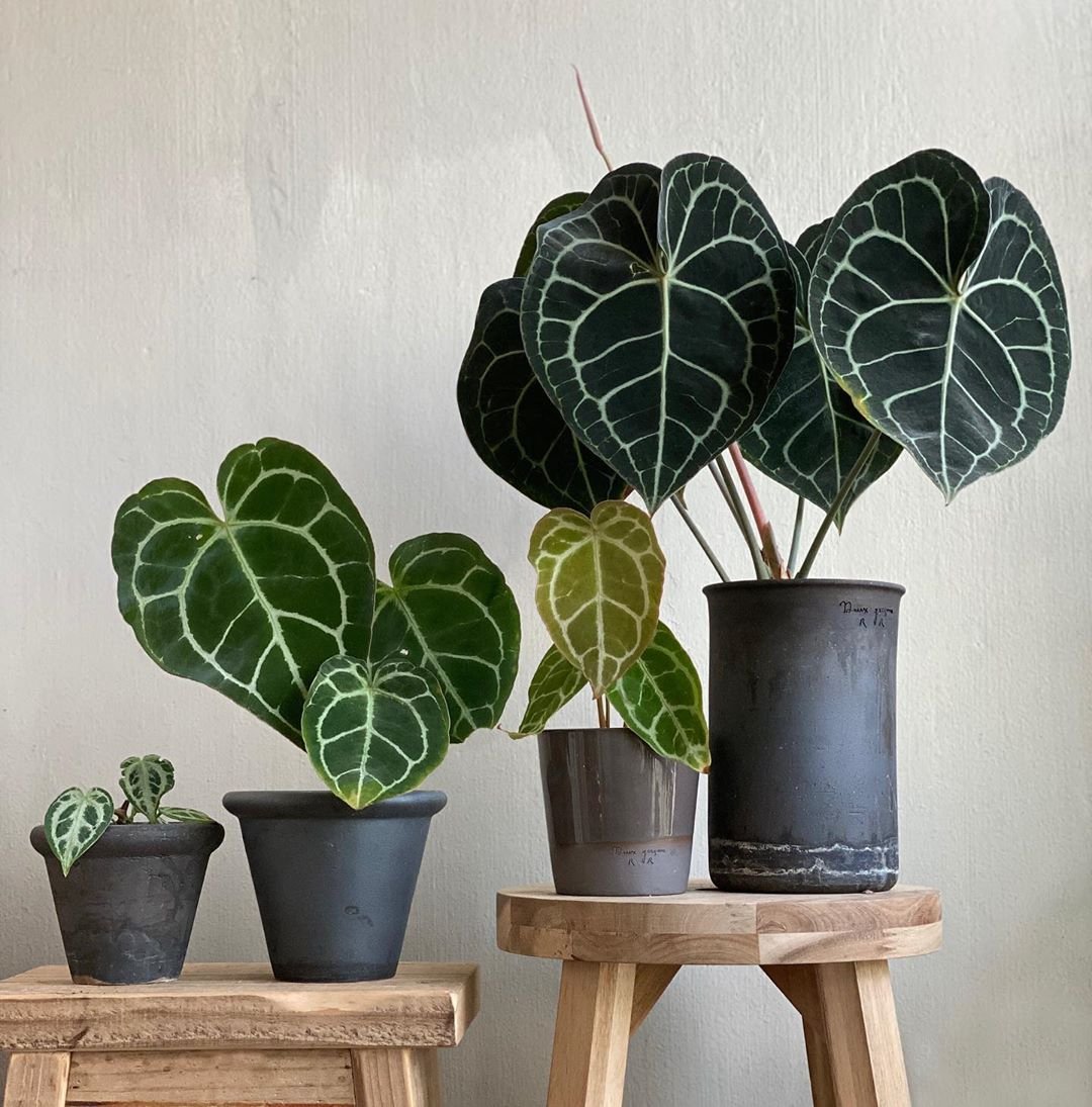 Антуриум Хрустальный Anthurium crystallinum