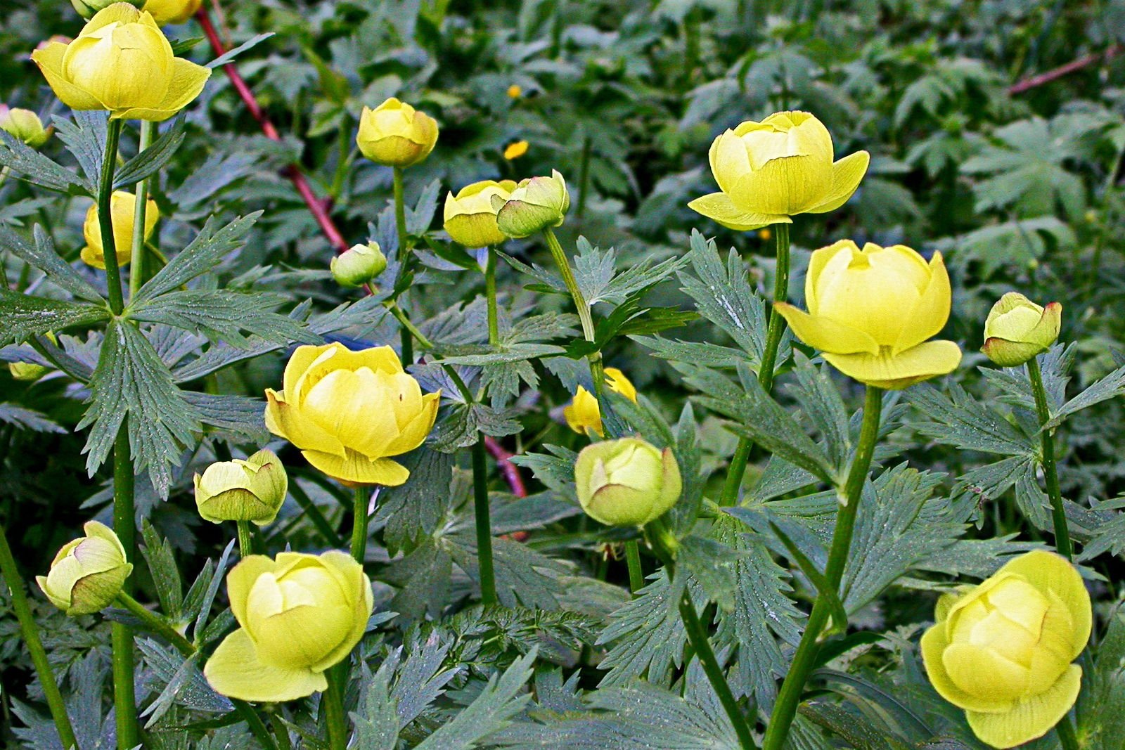 Италмас отзывы. Купальница европейская. Купальница европейская (Trollius europaeus). Купальница троллиус. Италмас купальница европейская.