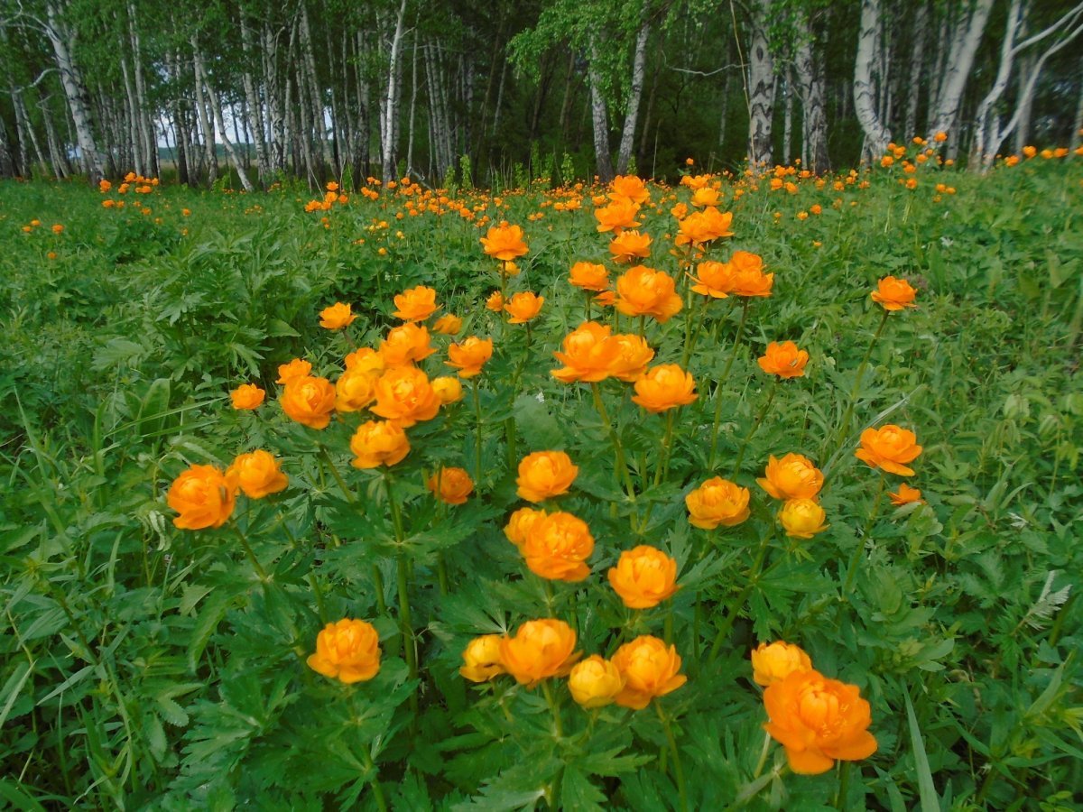 Италмас купальница европейская