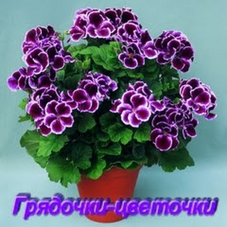 Цветок Королевская герань