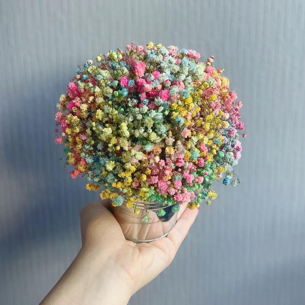 Гипсофила Rainbow