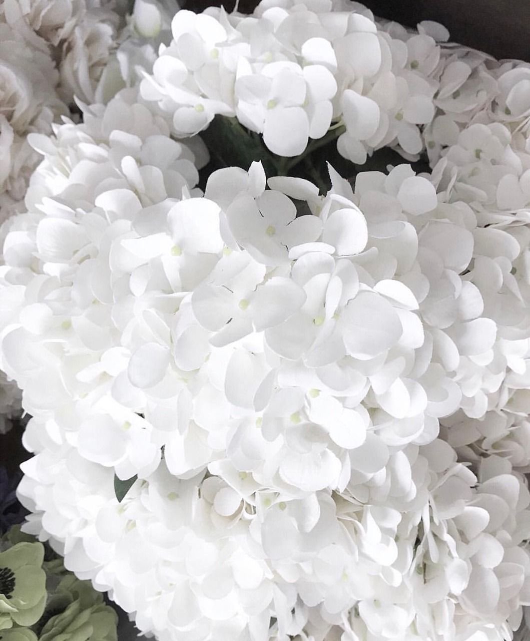 Пушистые цветы белые