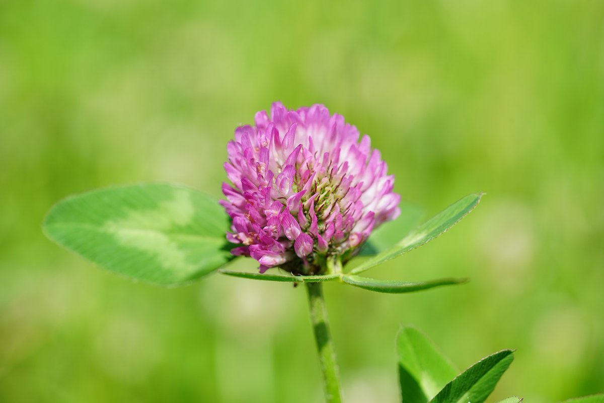 Клевер Луговой - Trifolium pratense l