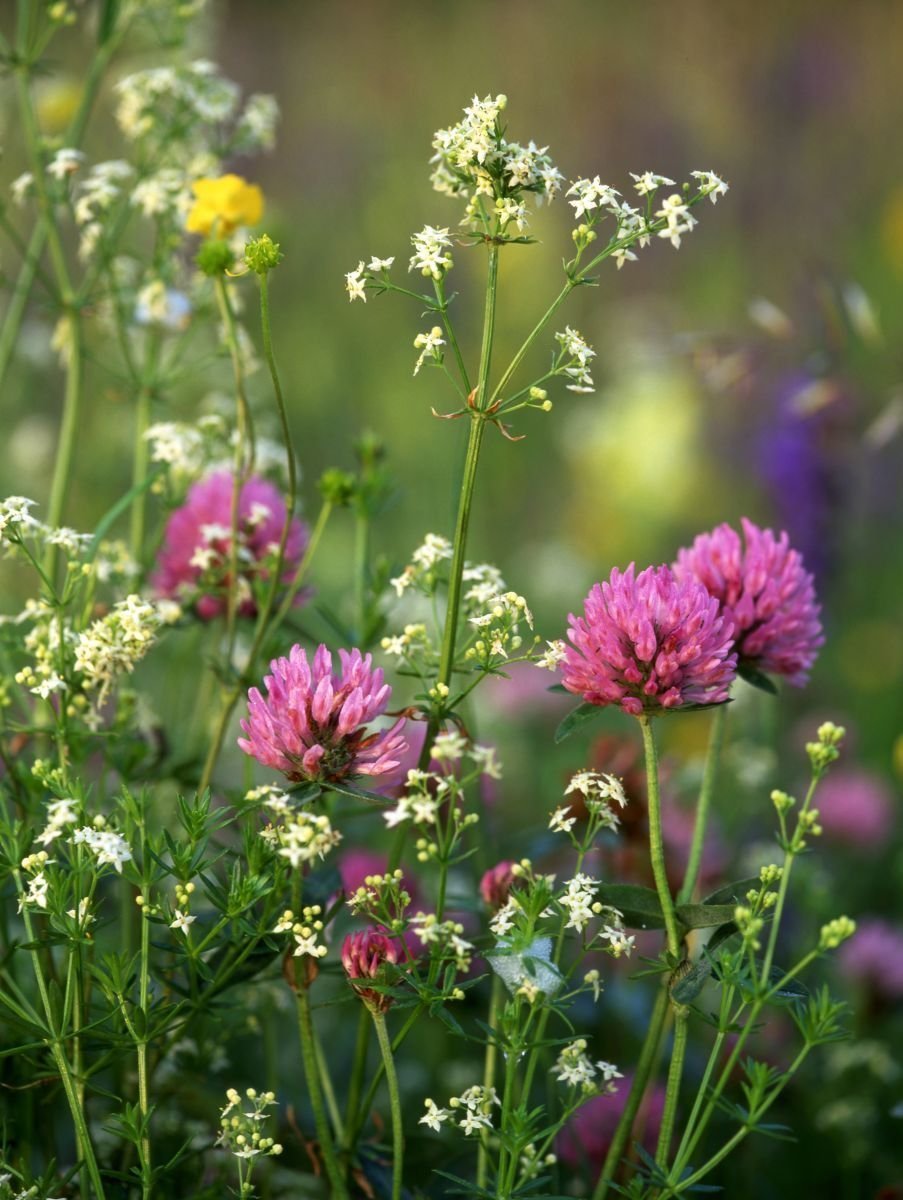 Клевер белый Trifolium repens