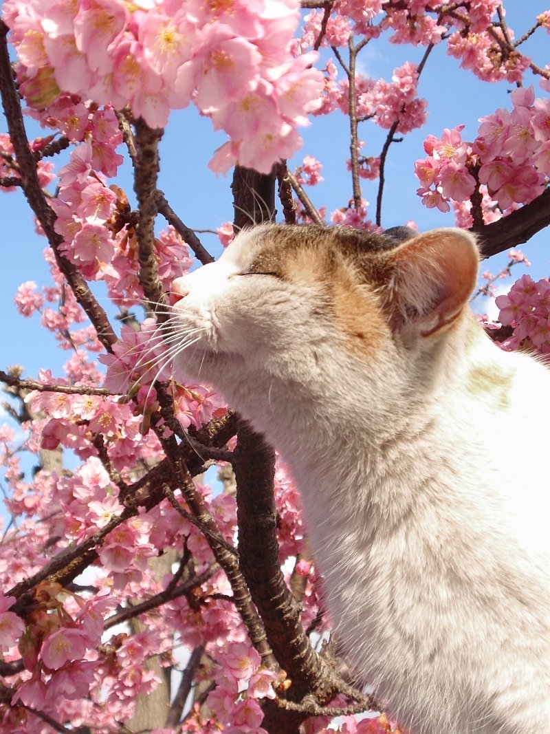 Котенок в цветах