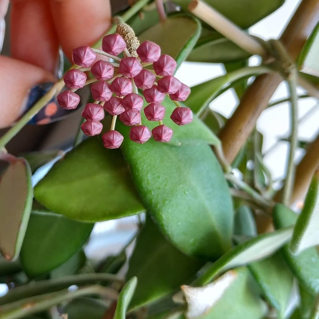 Hoya Krimson Princess