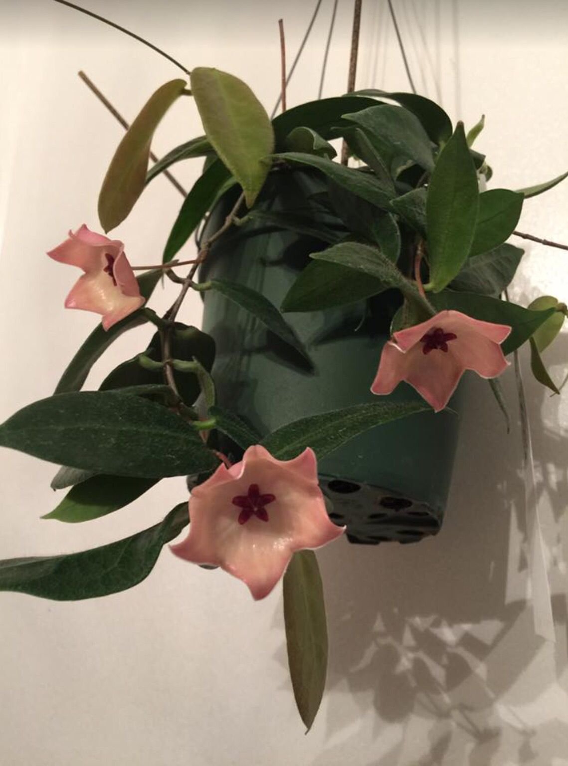 Хойя Hoya wibergiae iml1618