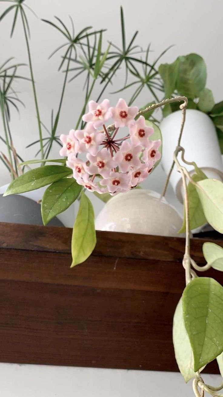 Hoya clandestina Хойя