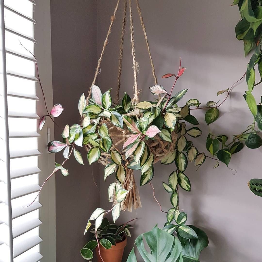 H. padangensis Хойя