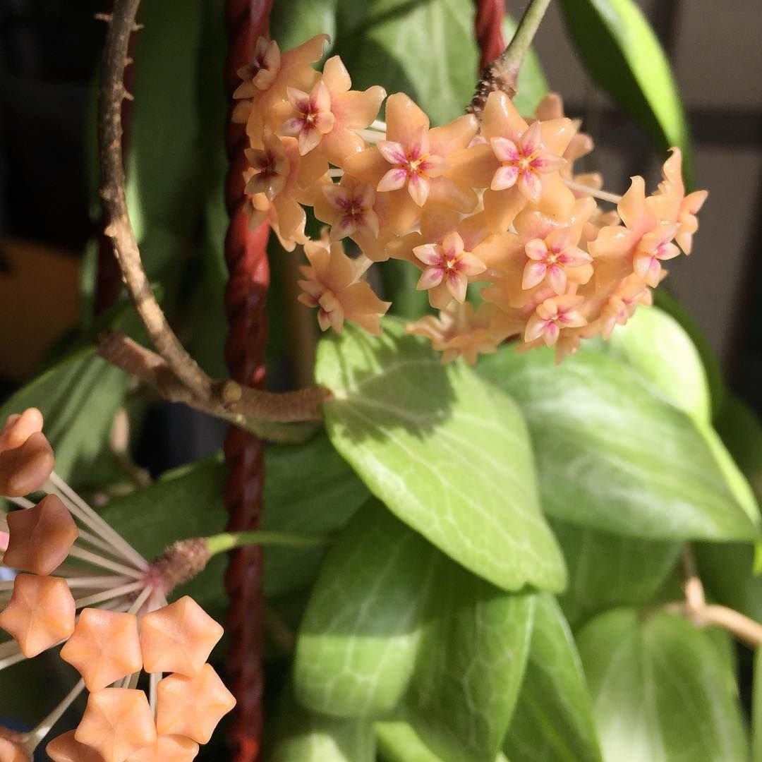 Hoya Patella Pink