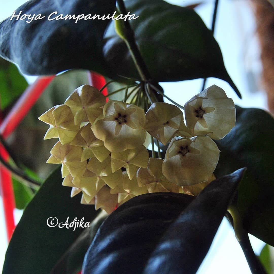 Хойя Серпенс Hoya Serpens