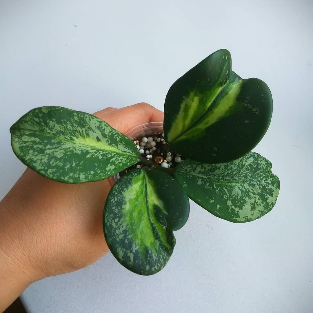 Хойя parviflora