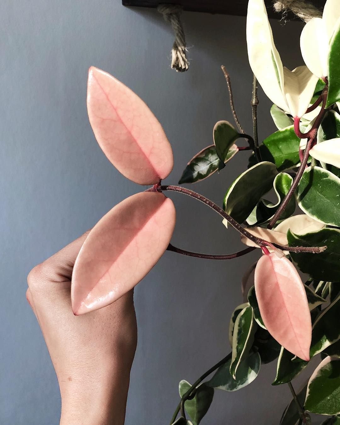 Hoya carnosa Krinkle