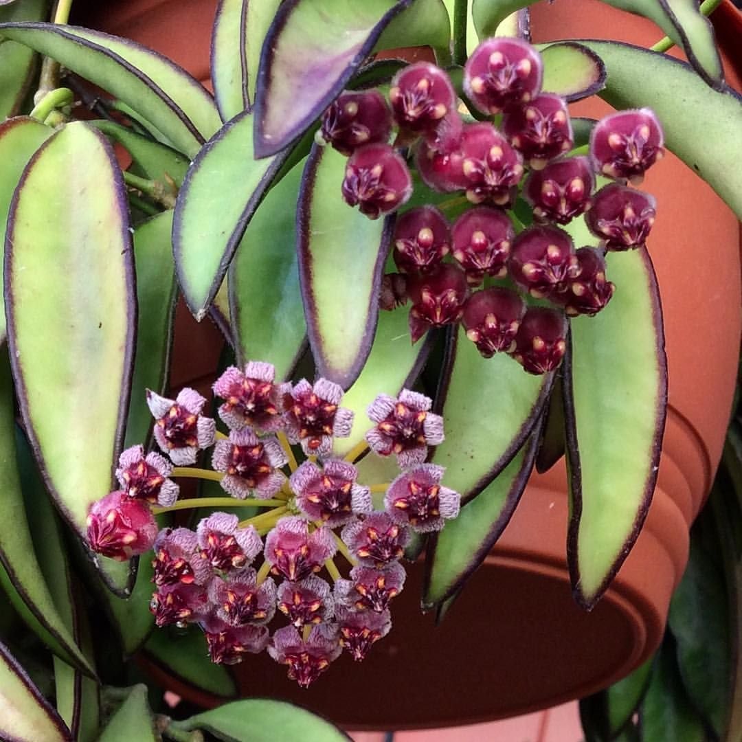 Хойя anncajanoae EPC-860