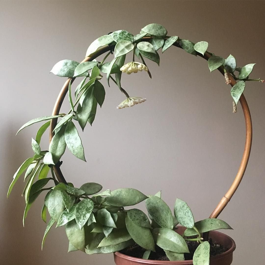 Hoya CV. Chouke = (h. carnosa x h. Serpens)
