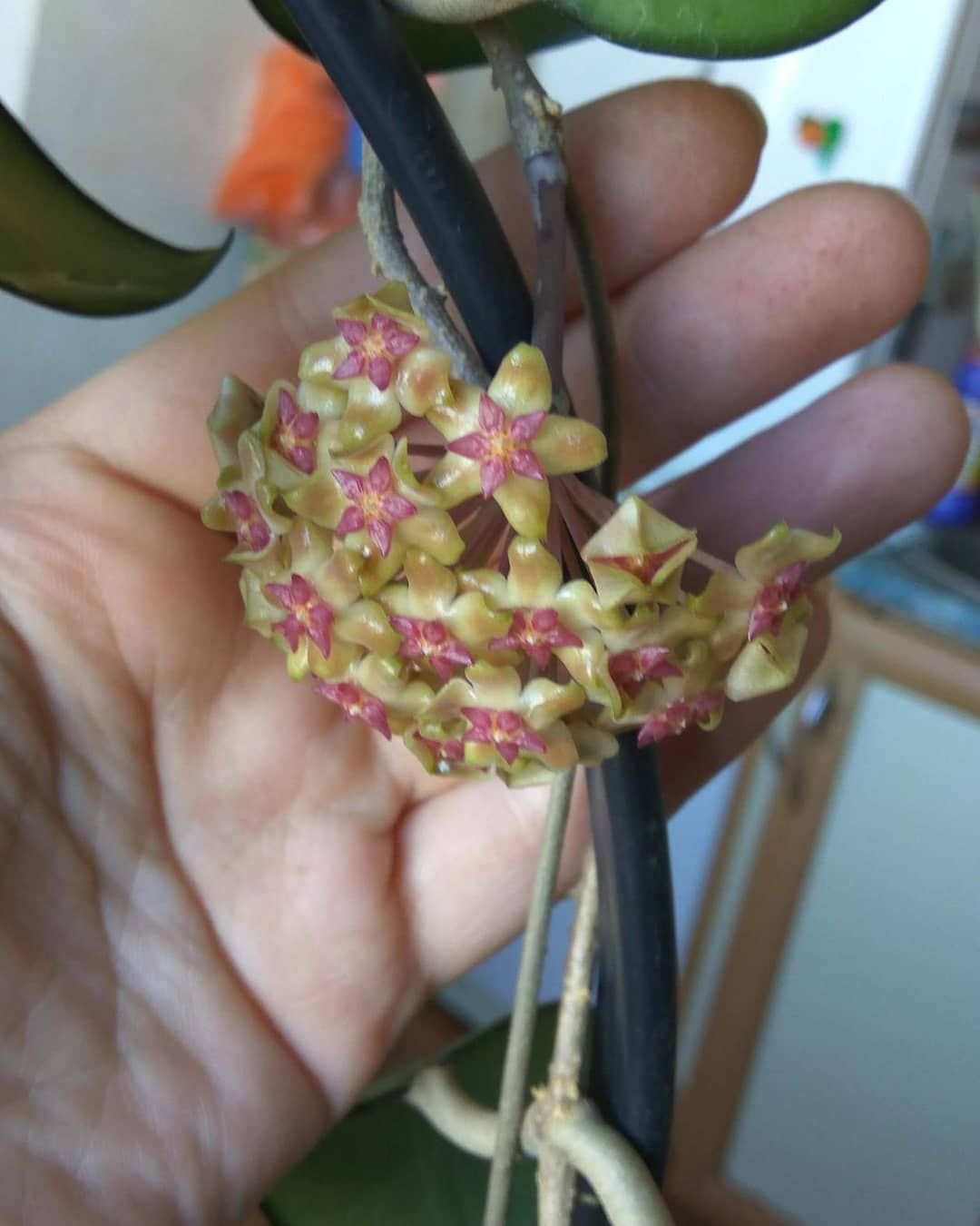 Хойя amicabilis