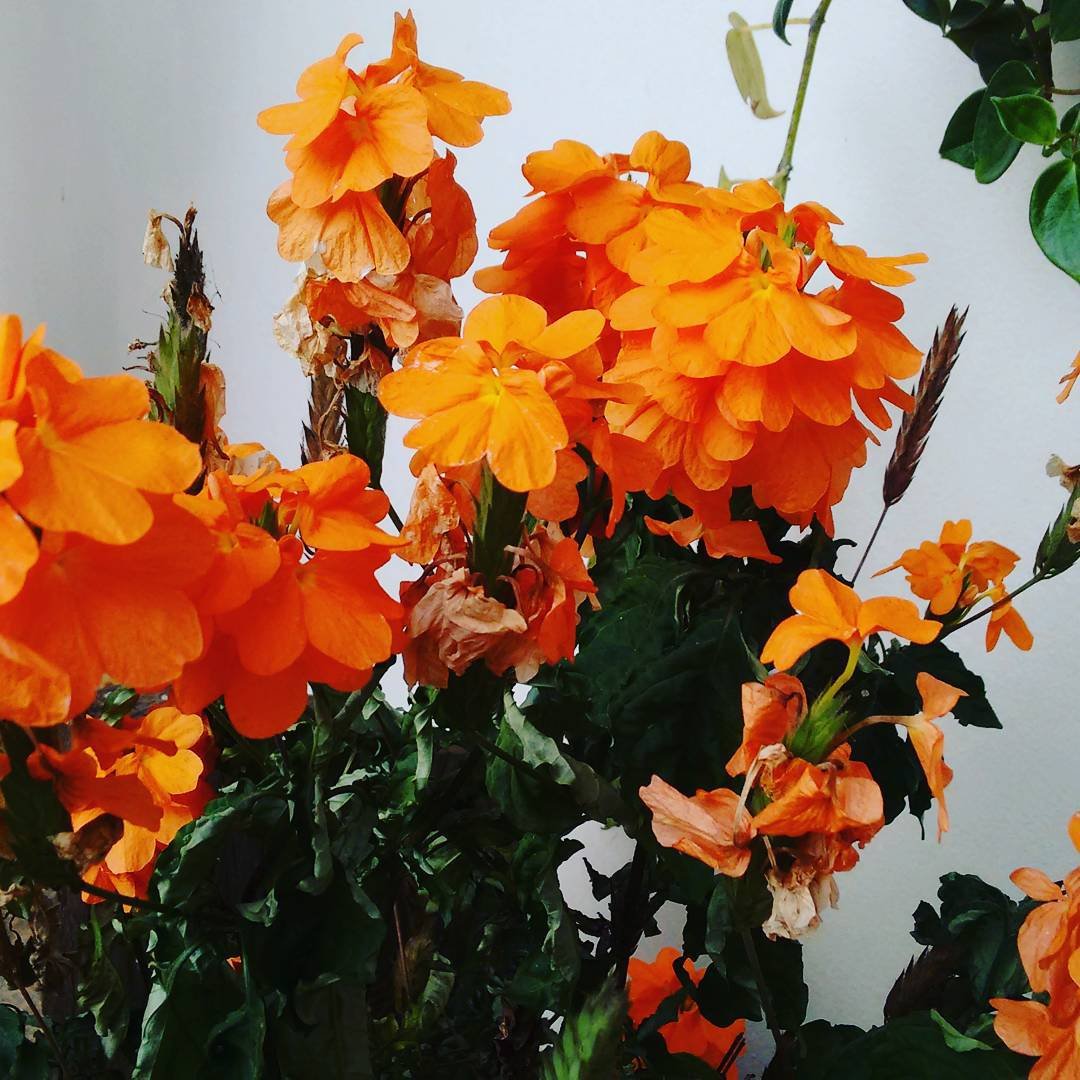 Кроссандра комнатный цветок уход фото в домашних