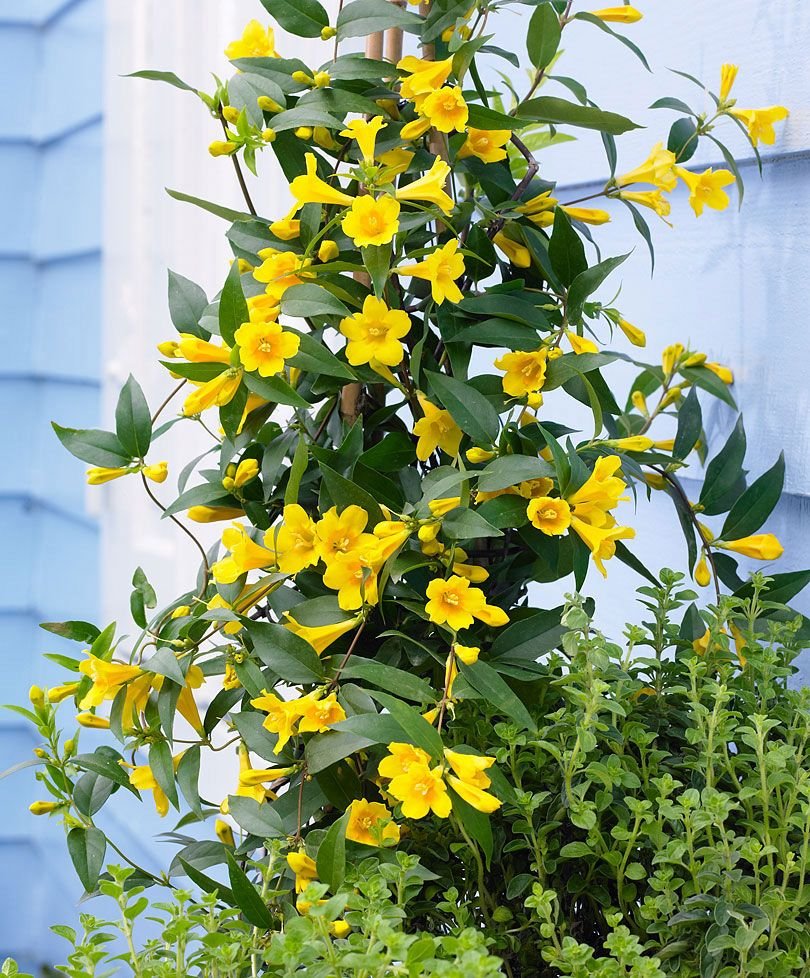 Желтые цветы вьющиеся фото и названия