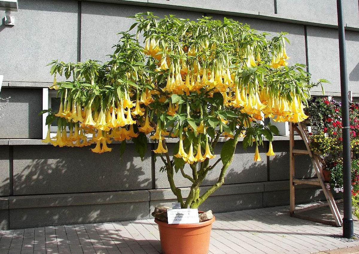 Комнатный цветок с желтыми цветами