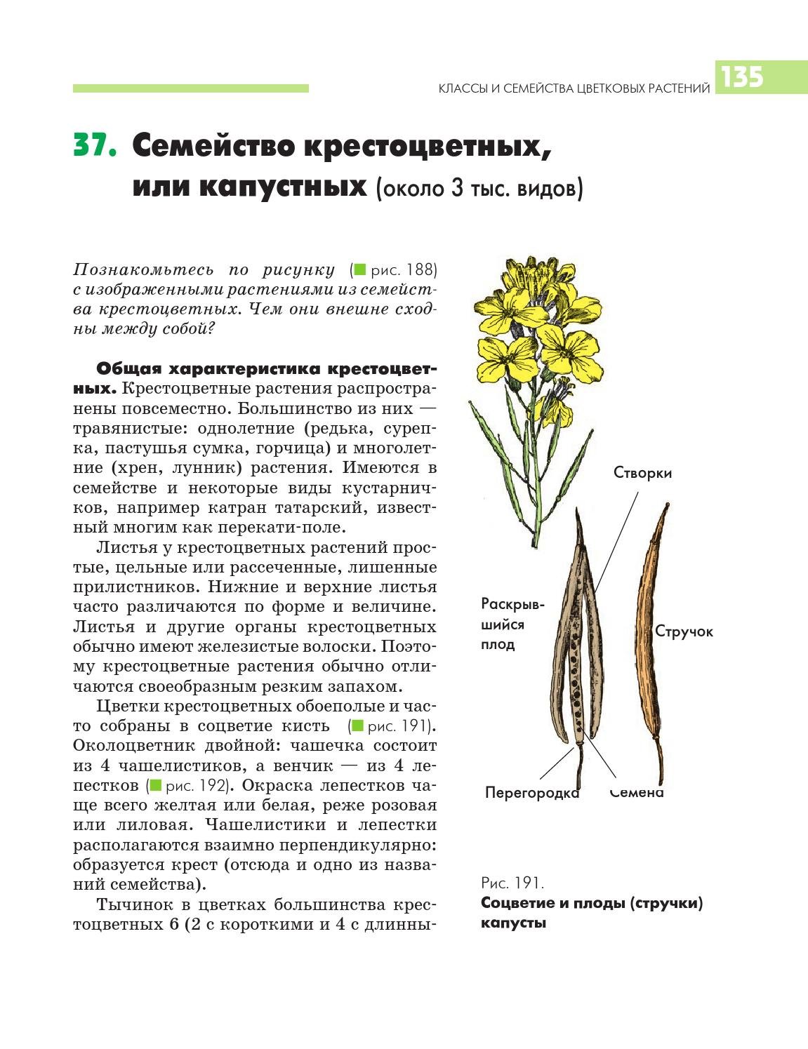 Цветы семейства крестоцветных фото